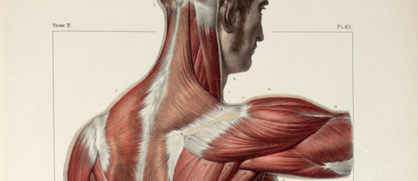 Muscles of the back, shoulder and buttocks (anatomia:RBAI077_0084)