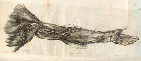 Dissection of the arm and hand (anatomia:RBAI063_0027)