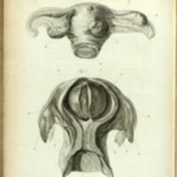 Uterus