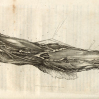 Dissection of the arm and hand (anatomia:RBAI063_0027)