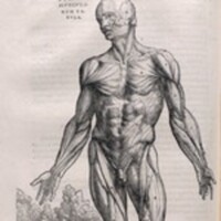 Muscles, Skeletal