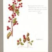 Watercolour painting of Winterberry ; Aromatic wintergreen (chamberlin:Chamberlin_k_0236)