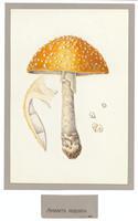 Paintings of Fungi