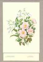 Paintings of Grouped Wild Flowers as Published in Canadian Wild Flowers