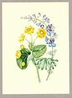  Paintings of Wildflowers for Studies of Plant Life in Canada, by Catherine Parr Traill